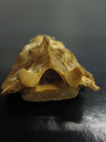 Media type: image;   Mammalogy 35944